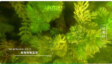 保護(hù)生物多樣性<a href=http://www.fzytsz.cn target=_blank class=infotextkey><a href=http://www.fzytsz.cn target=_blank class=infotextkey>雙良</a>環(huán)境</a>在行動！