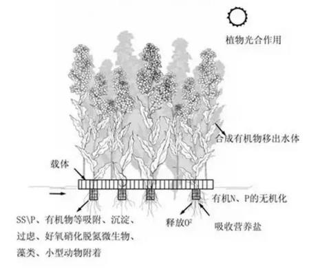 生態(tài)浮島該如何用植物又該怎么選擇？