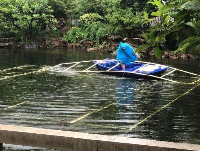 水生態(tài)修復(fù)中恢復(fù)沉水植物為何至關(guān)重要？