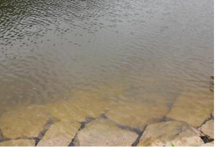 新聞轉載｜汾湖第一大湖泊整治，目標：水清、湖暢、岸綠、景美