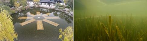 新聞轉(zhuǎn)載｜蒼龍街道：開展河道、溪溝環(huán)境治理 確?！八濉毒G、景美”
