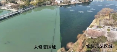 媒體聚焦｜修復水生態(tài)，波葉海菜花現身南京江寧
